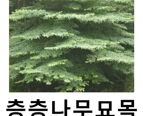 SNS핫템 층층나무 분석안내 후기별점정리