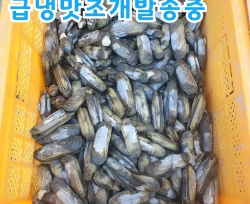 베스트8 맛조개 사용리뷰분석